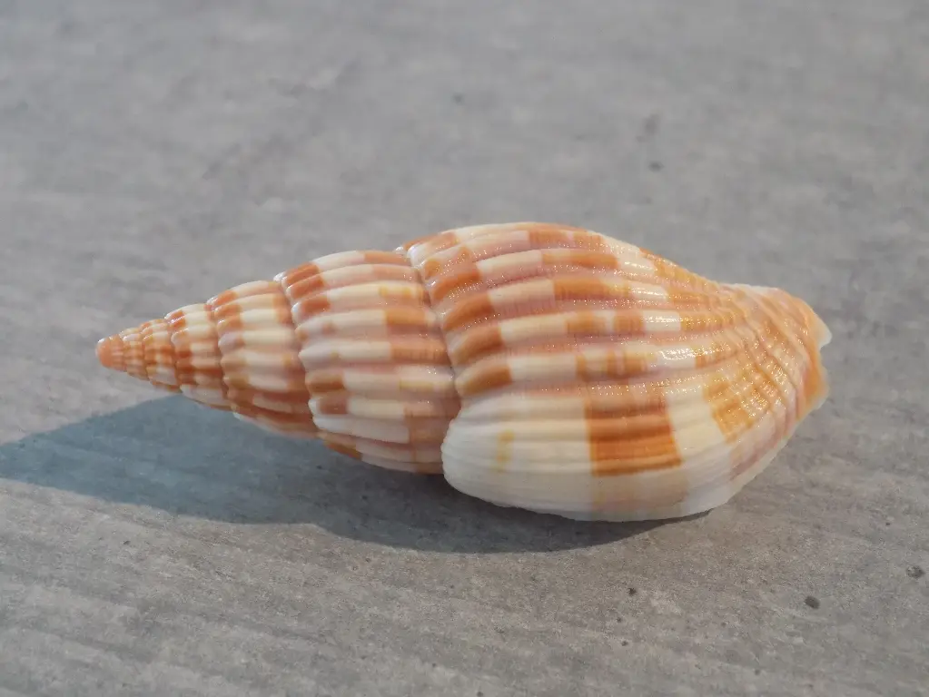 VOLUTIDAE LYRIA GRANGEI (Très Rare)