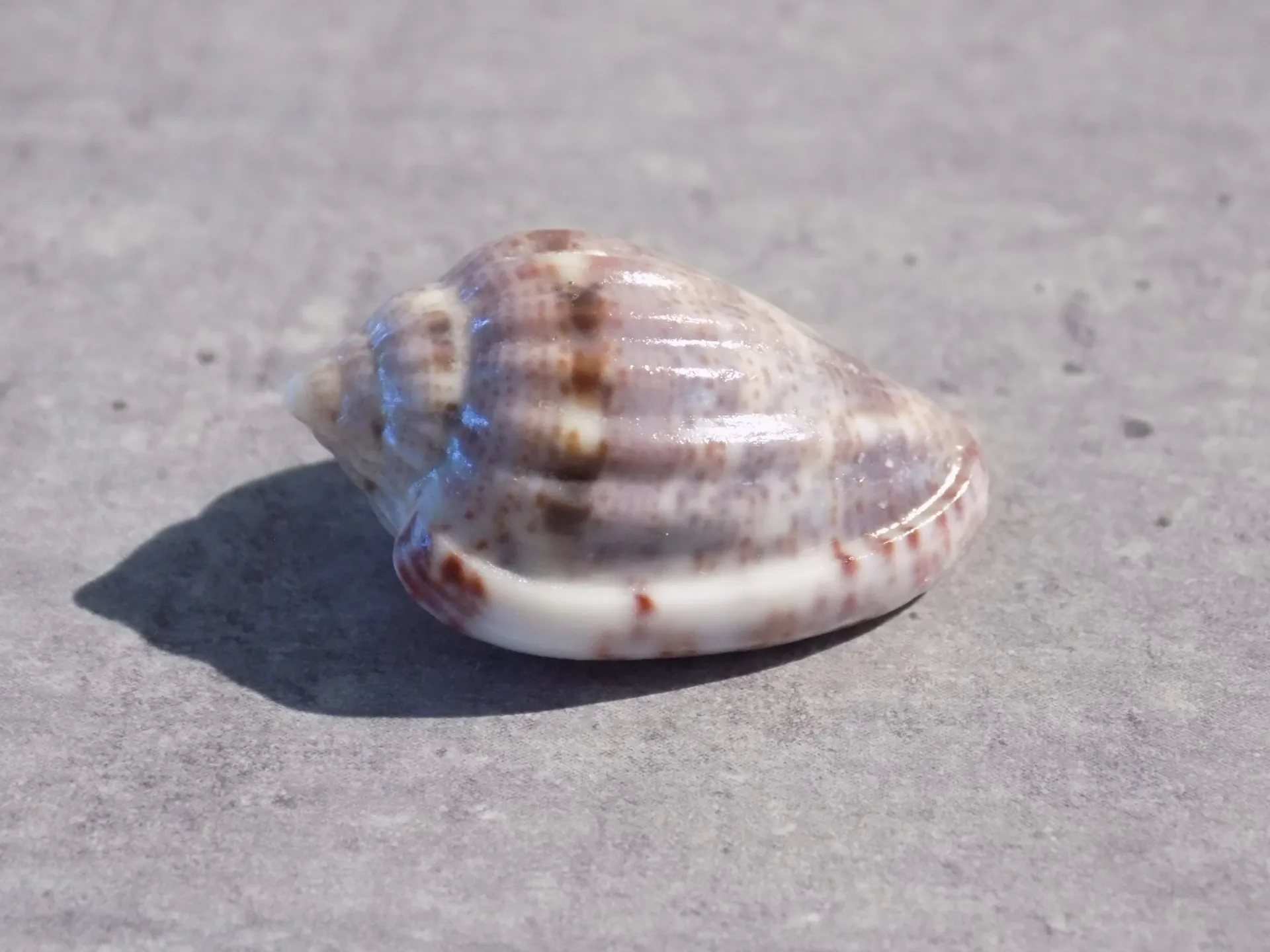 MARGINELLIDAE GLABELLA MIRABILIS Rare