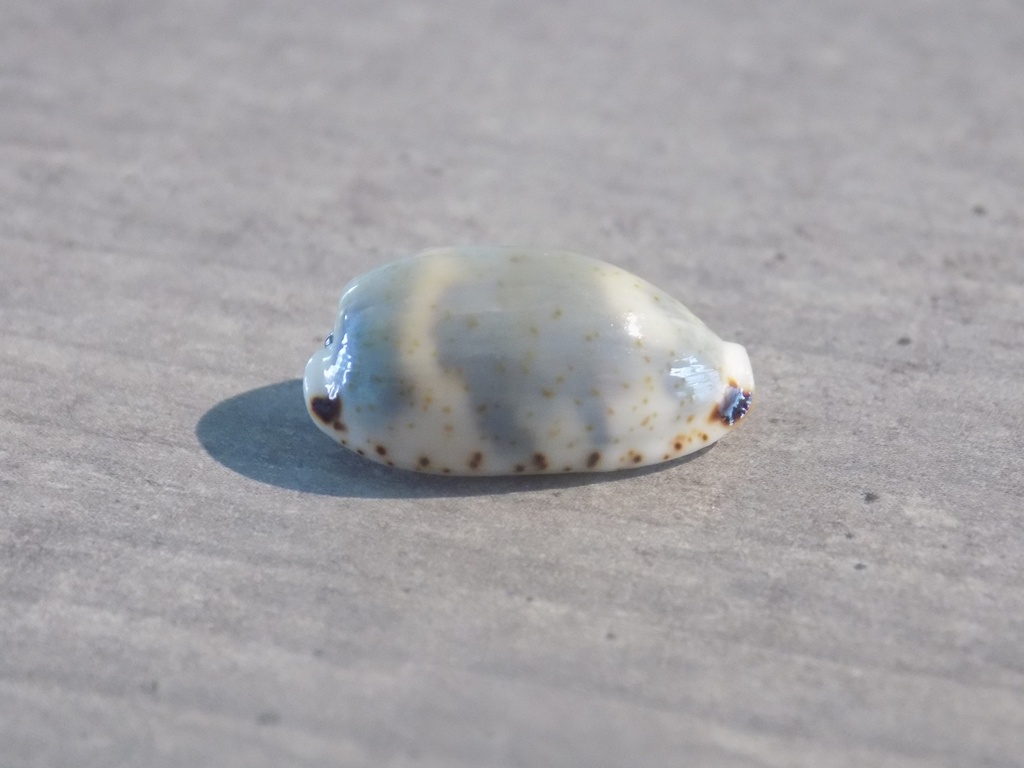 CYPRAEA BISTOLIDA KIENERI   lot 2