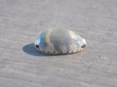 CYPRAEA BISTOLIDA KIENERI   lot 2