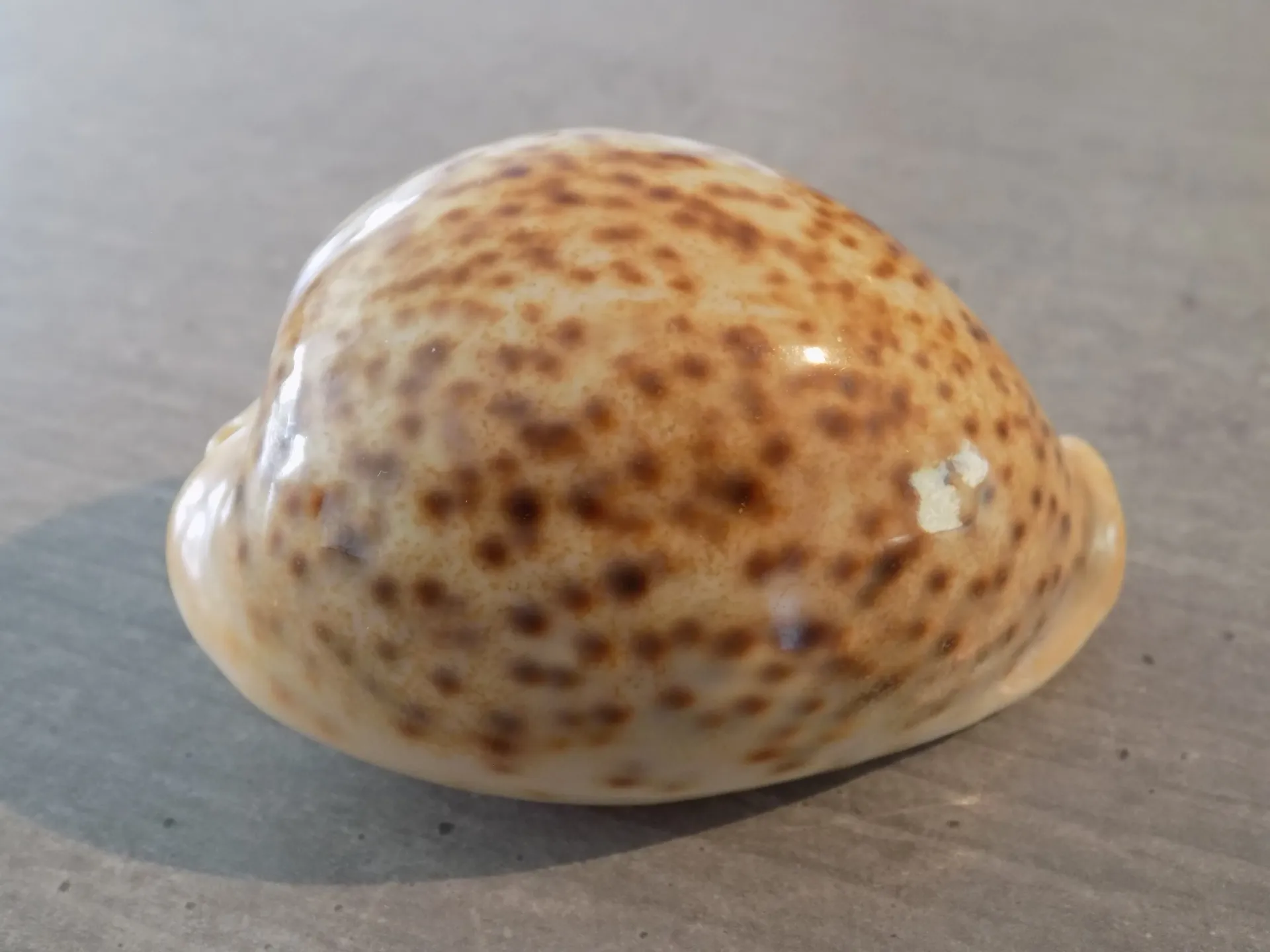 CYPRAEA PANTHERINA PANTHERINA XL