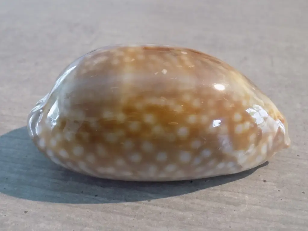 CYPRAEA MACROCYPRAEA ZEBRA XXL