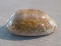 CYPRAEA MACROCYPRAEA ZEBRA XXL