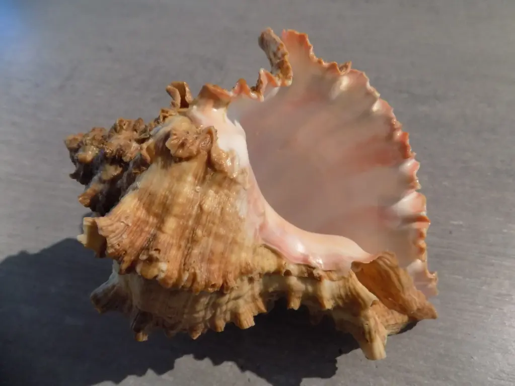 MURICIDAE HEXAPLEX DUPLEX XL