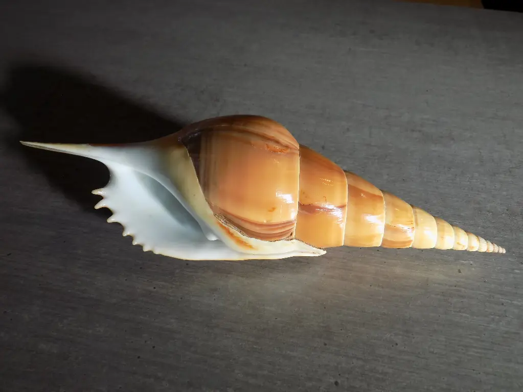 ROSTELLARIIDAE TIBIA INSULAECHORAB XL