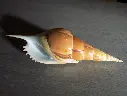 ROSTELLARIIDAE TIBIA INSULAECHORAB XL