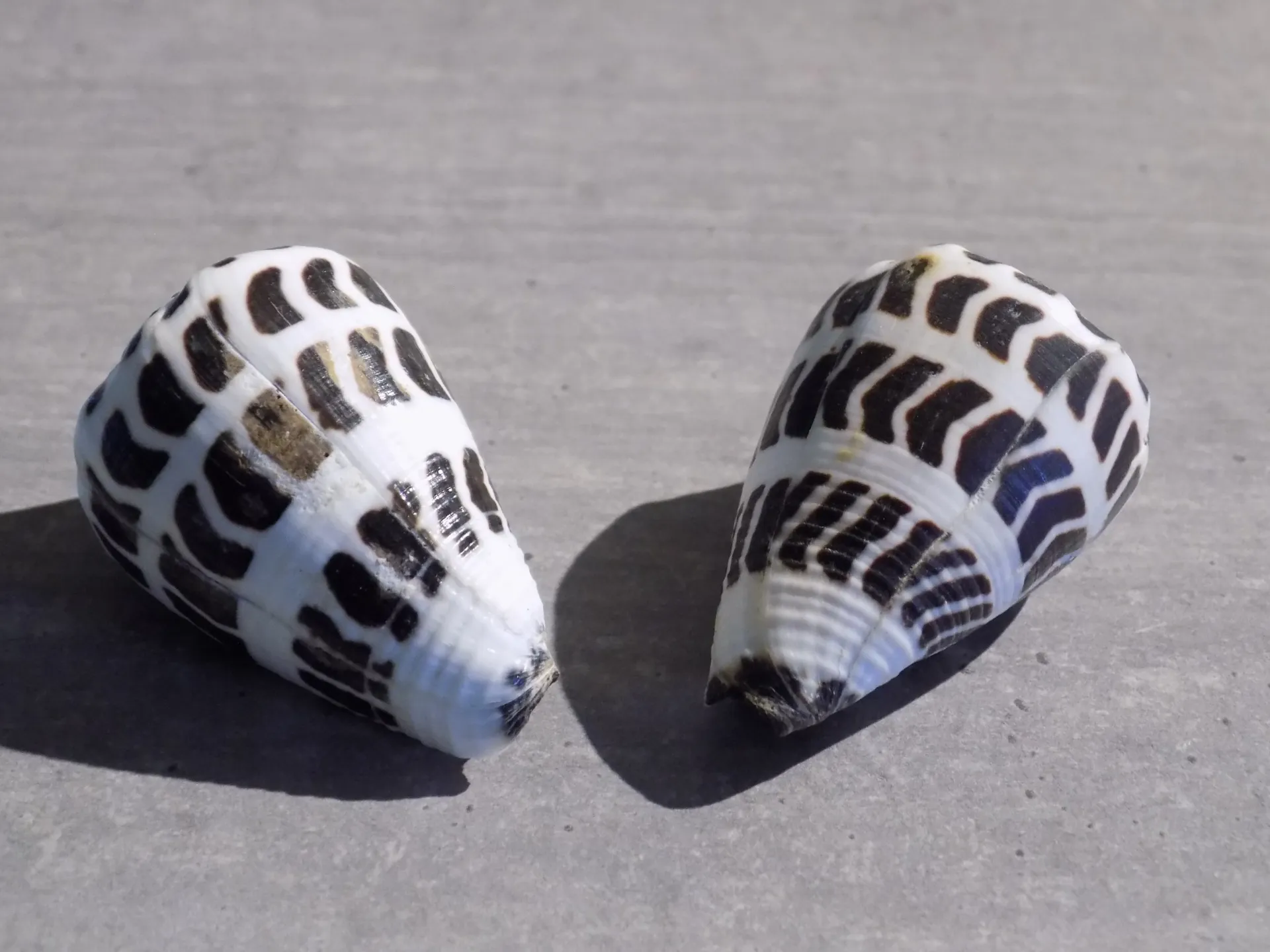 CONIDAE VIRROCONUS EBRAEUS XL
