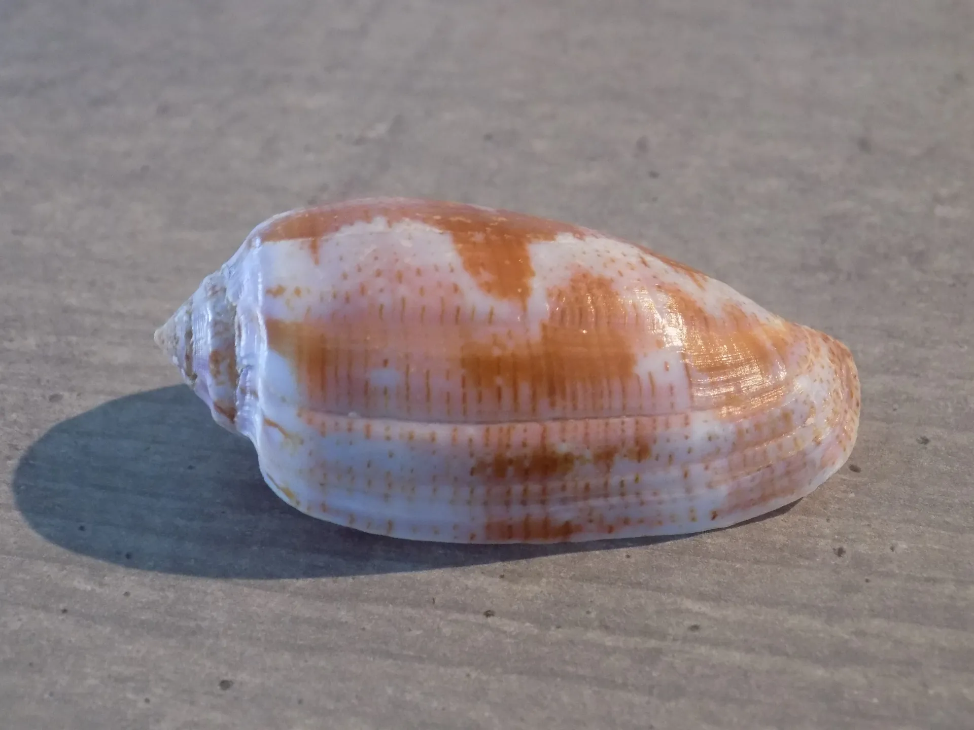 CONIDAE GASTRIDIUM TULIPA
