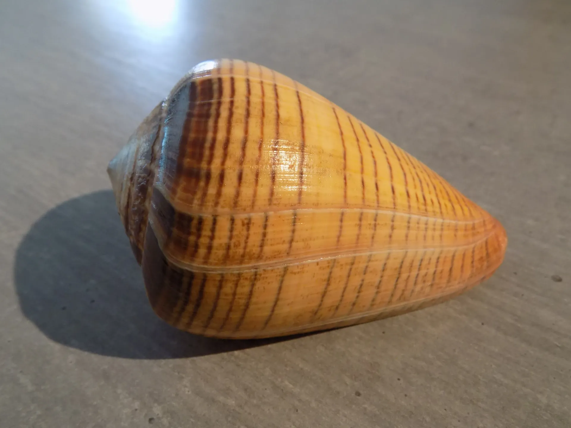 CONIDAE DENDROCONUS BETULINUS ZULU