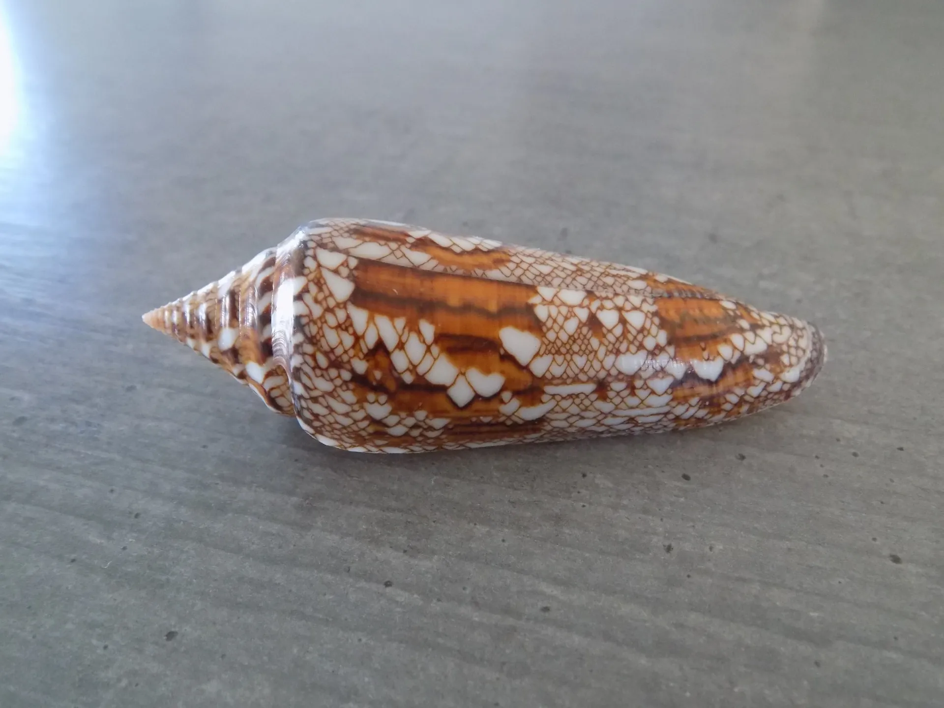 CONIDAE CYLINDER BENGALENSIS
