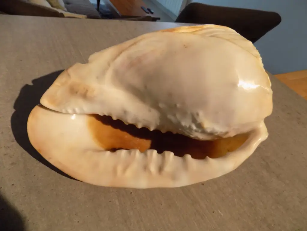 CASSIDAE CASSIS TESSELLATA XL