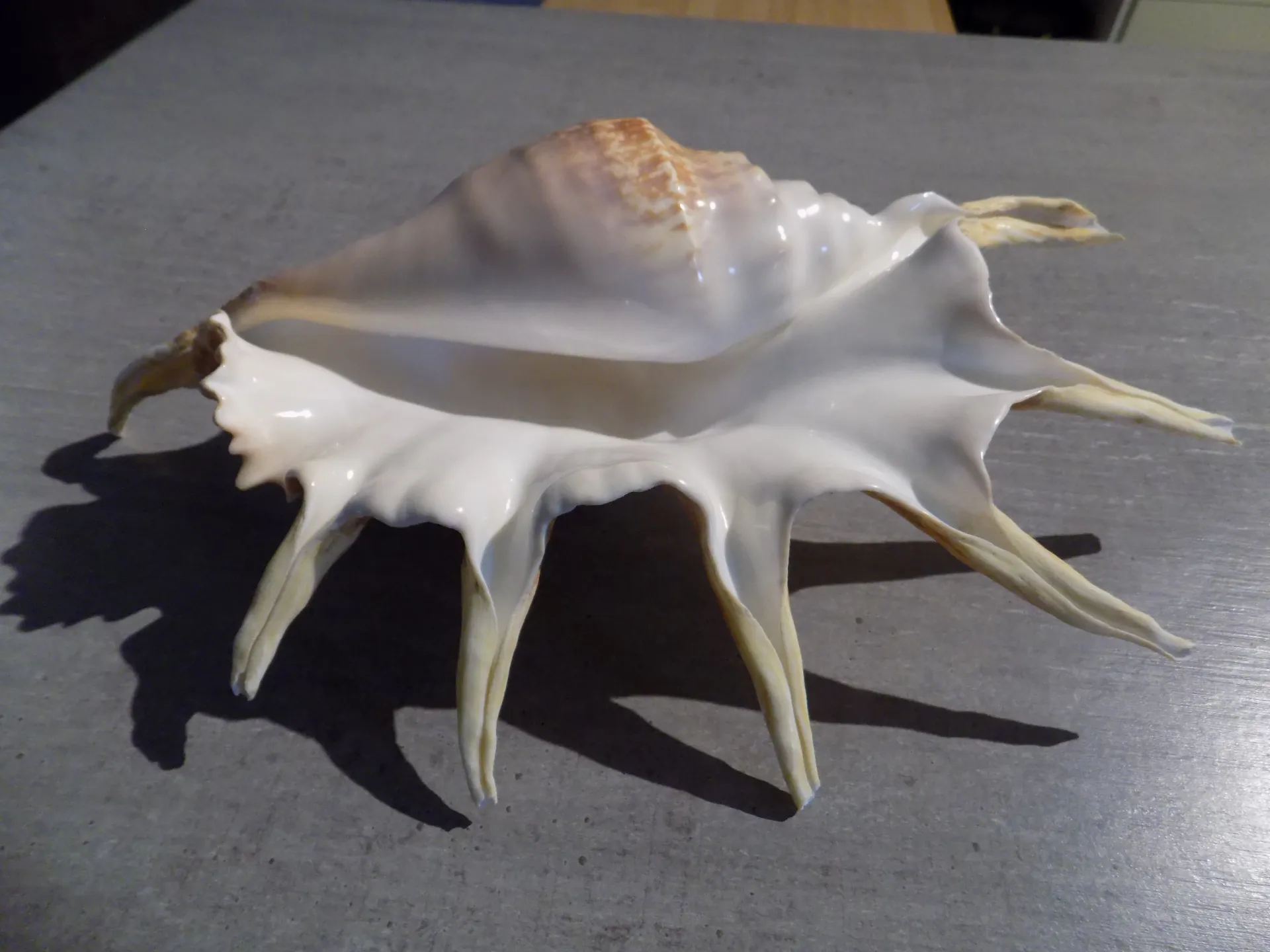 STROMBIDAE LAMBIS TRUNCATA SEBAE