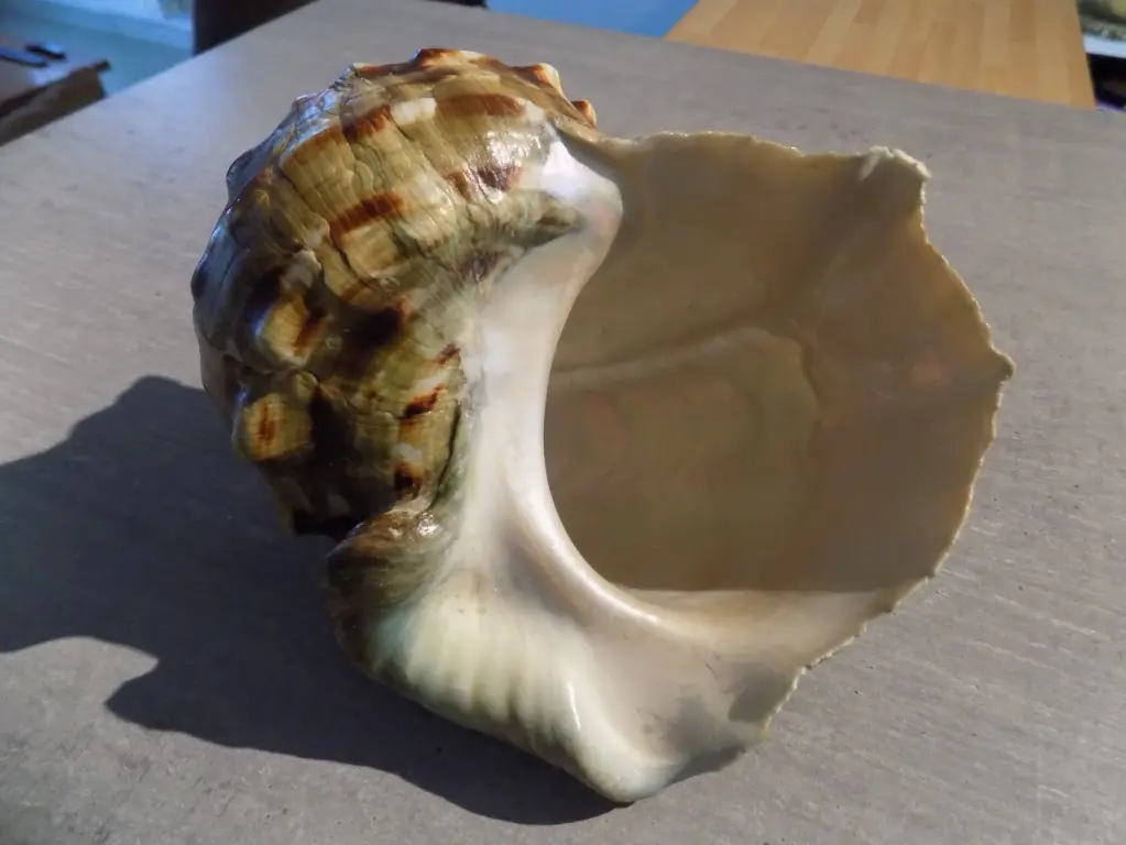 TURBINIDAE TURBO MARMORATUS XL