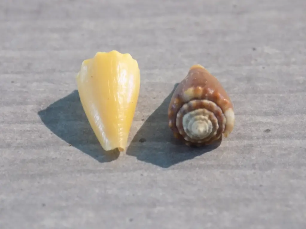 CONIDAE PHASMOCONUS EXIGUUS BOUGEI  lot 2u P/C