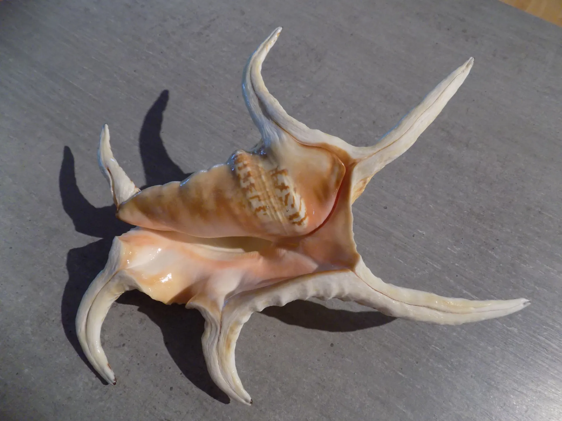 STROMBIDAE HARPAGO CHIRAGNA XXL