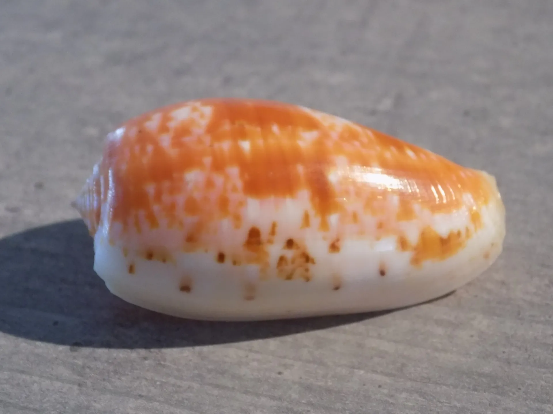 CONIDAE TEXTILIA BULLATUS