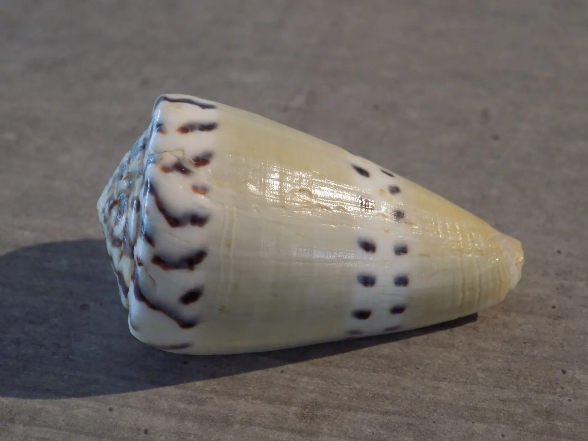 CONIDAE RHIZOCONUS MUSTELINUS