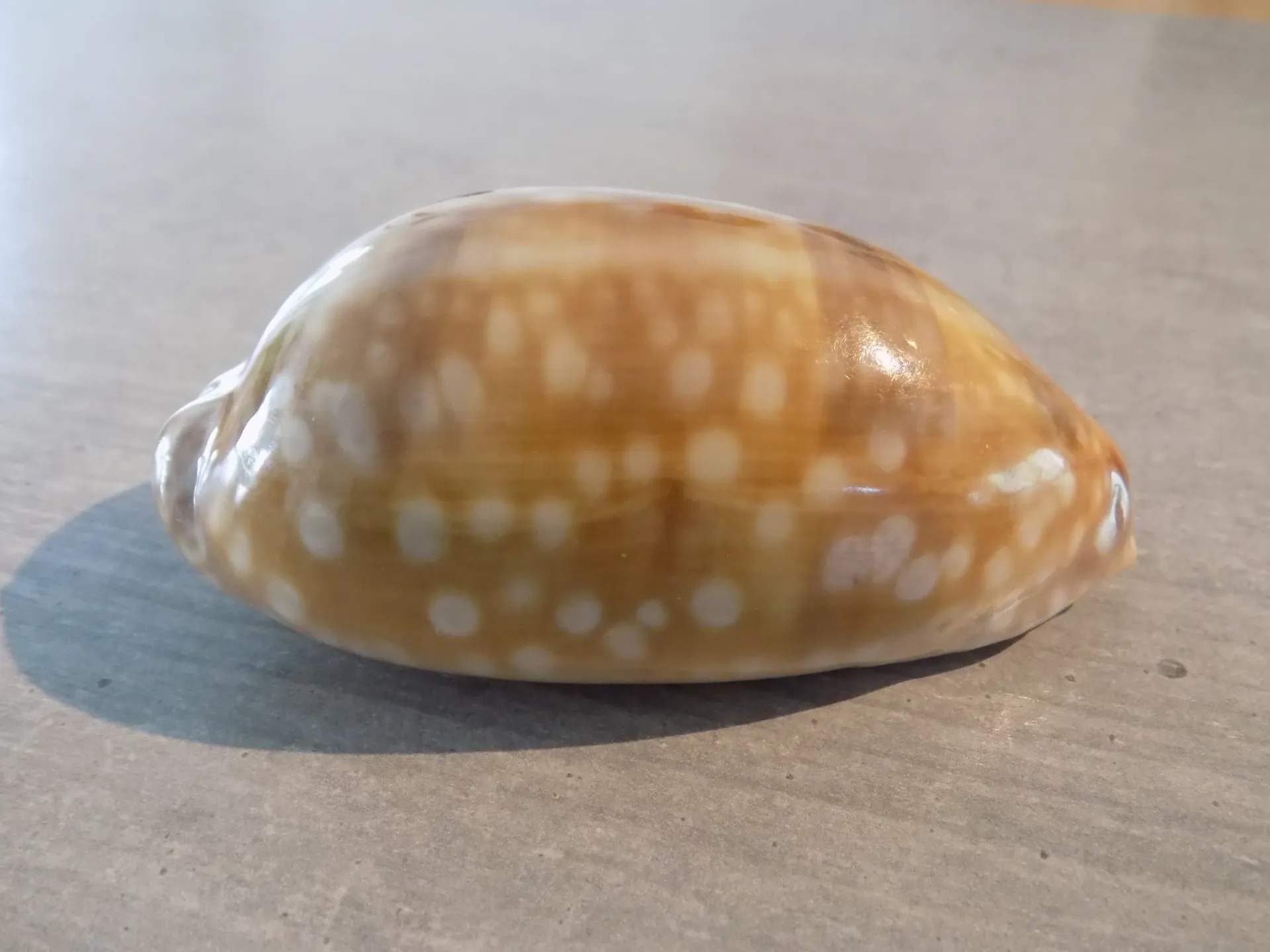 CYPRAEA MACROCYPRAEA ZEBRA XXL
