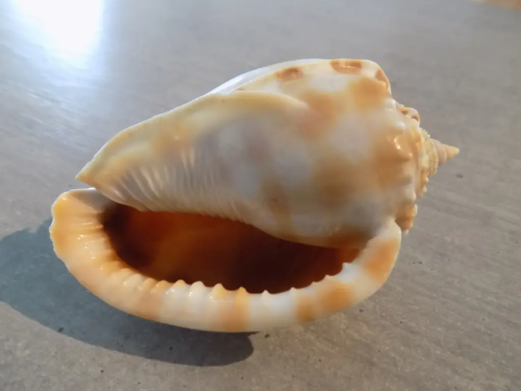 CASSIDAE PHALIUM BANDANUM