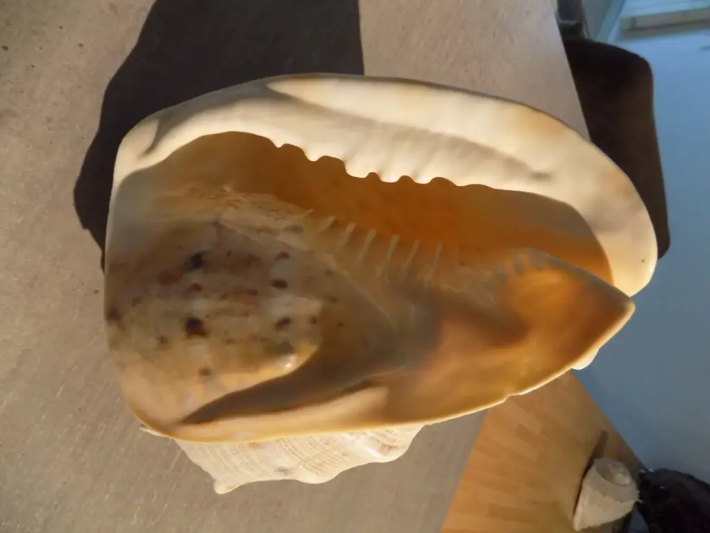 CASSIDAE CASSIS CORNUTA Juvenile XL