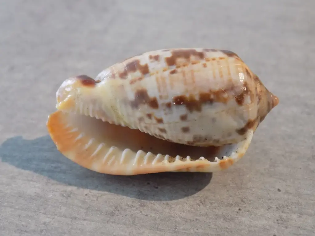 CASSIDAE CYPRAECASSIS COARCTATA