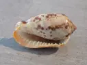 CASSIDAE CYPRAECASSIS COARCTATA