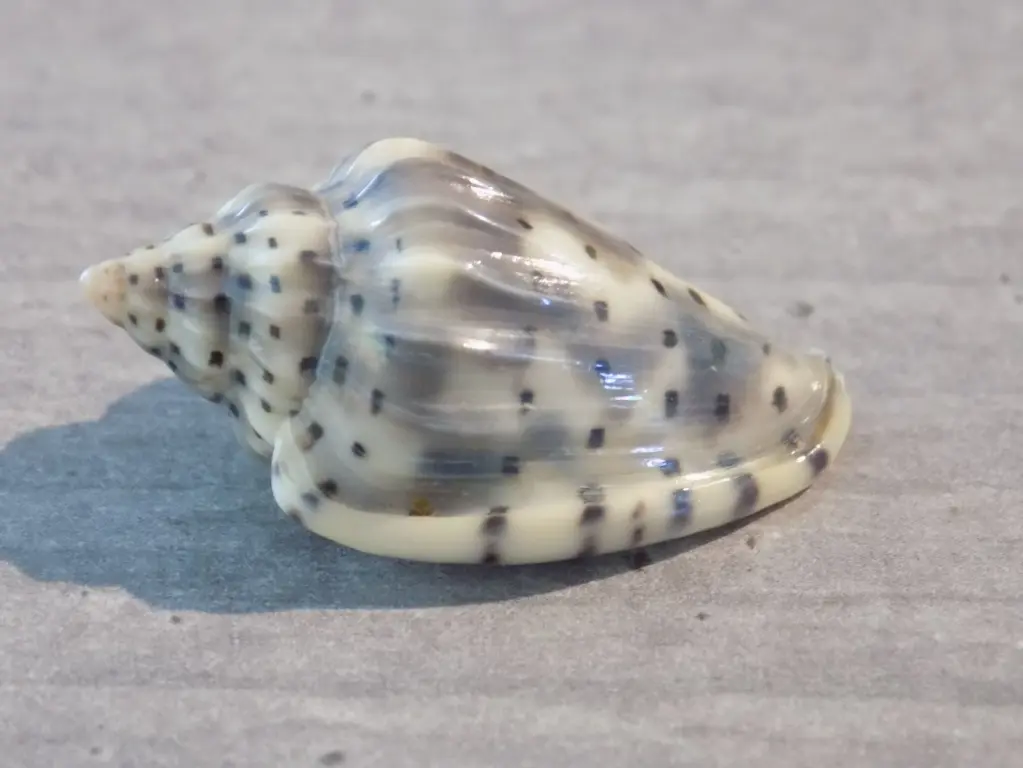 MARGINELLIDAE GLABELLA PSEUDOFABA XL