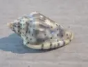 MARGINELLIDAE GLABELLA PSEUDOFABA XL