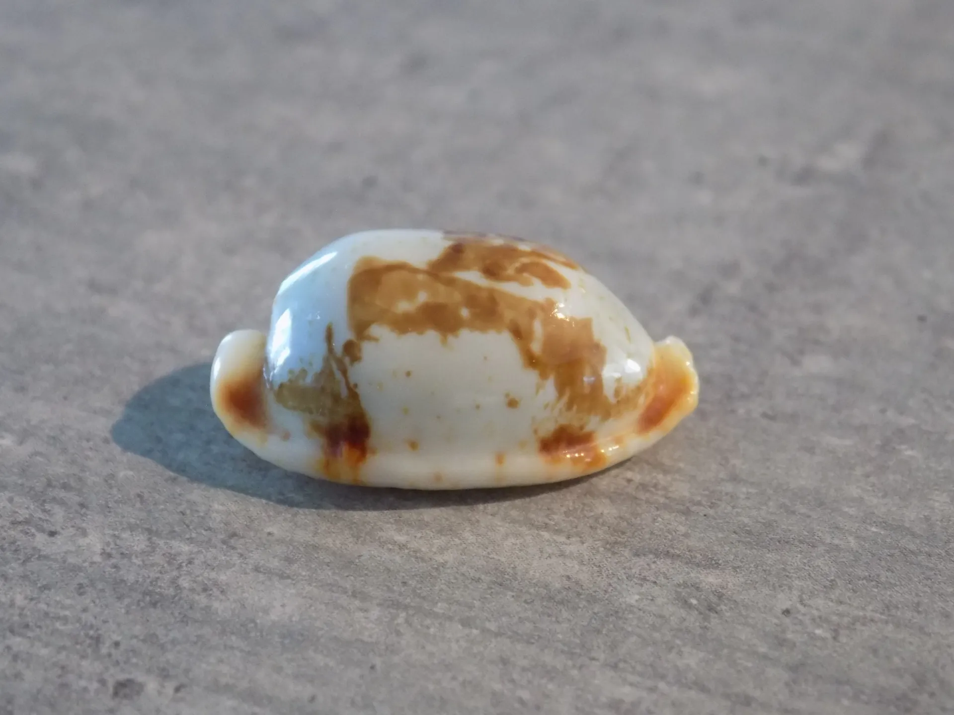 CYPRAEA BISTOLIDA RUBIGINOSA