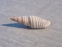 MITRIDAE DOMIPORTA PRAESTANTISSIMA