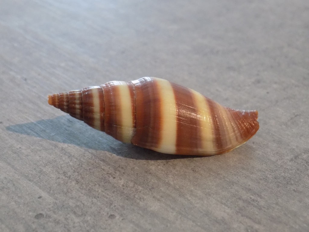 COSTELLARIIDAE VEXILLUM COFFRUM