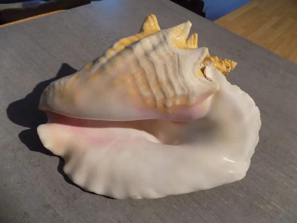 STROMBIDAE ALIGER GIGAS