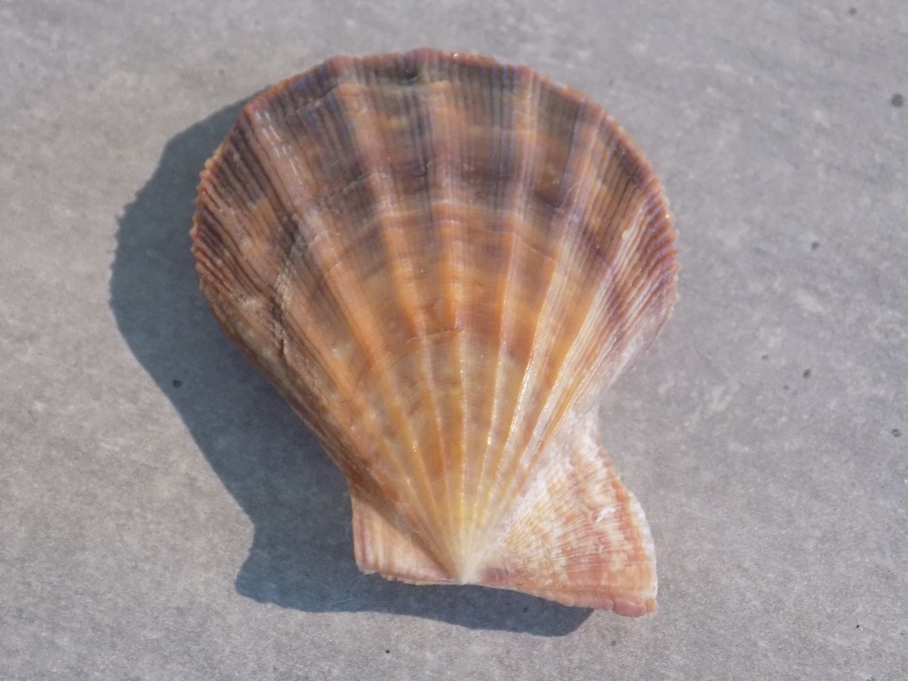 PECTINIDAE COMPLICHLAMPS WARDIANA