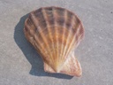 PECTINIDAE COMPLICHLAMPS WARDIANA