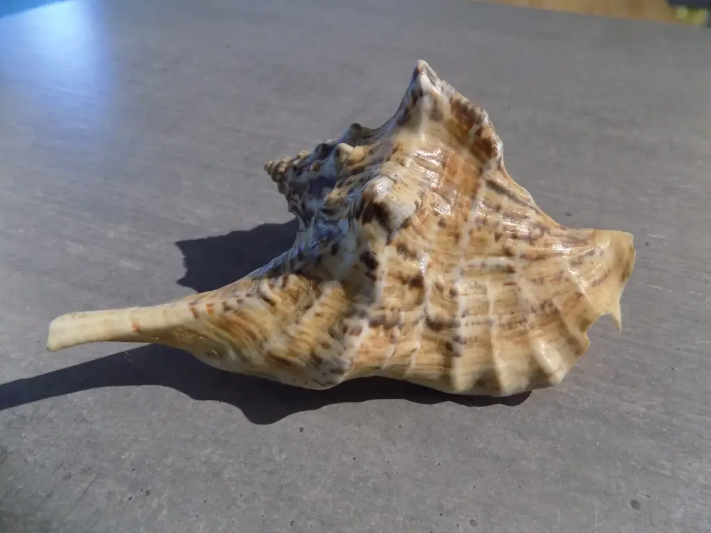 STROMBIDAE STROMBUS TRICORNIS TRICORNIS