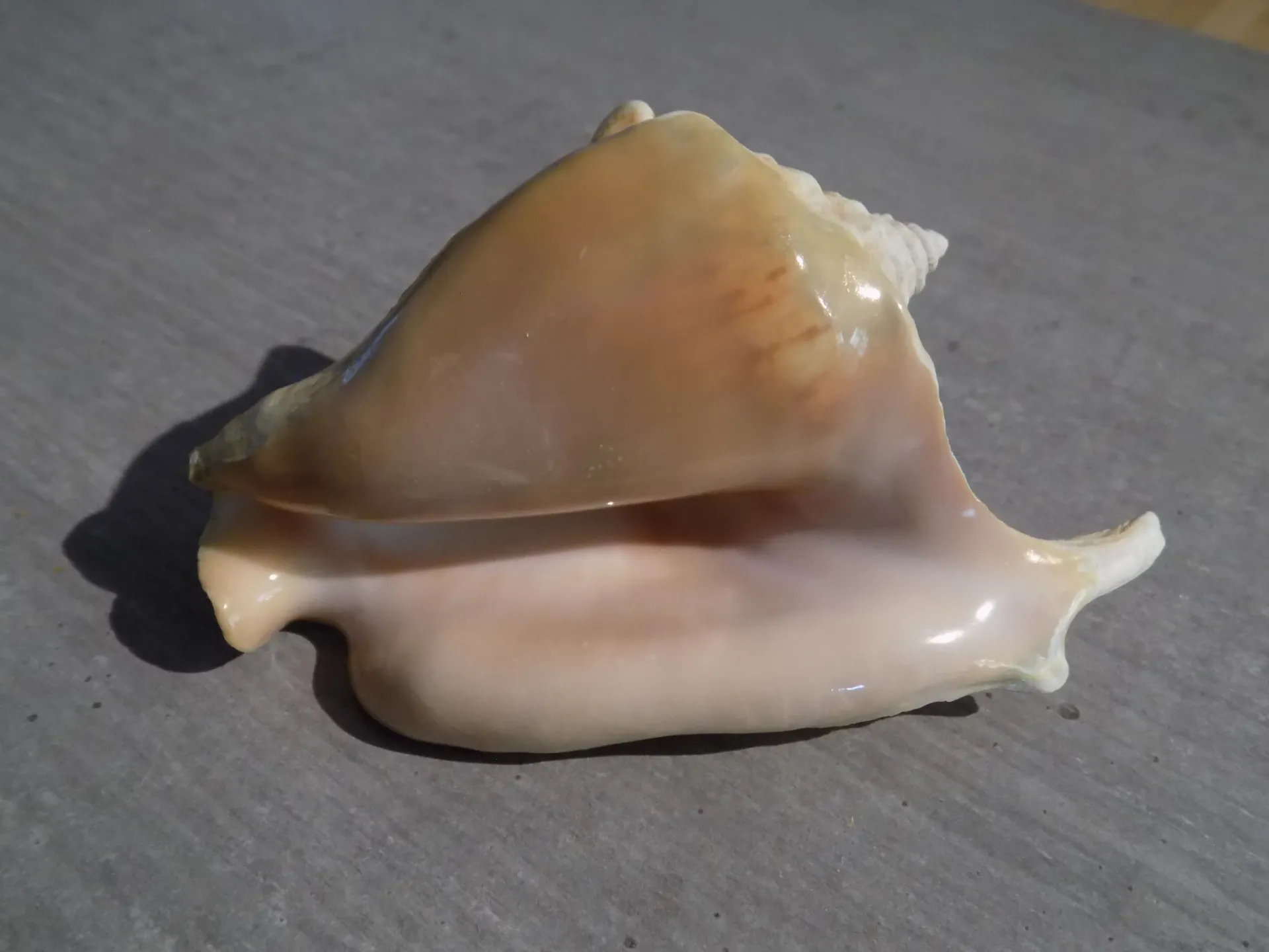 STROMBIDAE STROMBUS TRICORNIS TRICORNIS