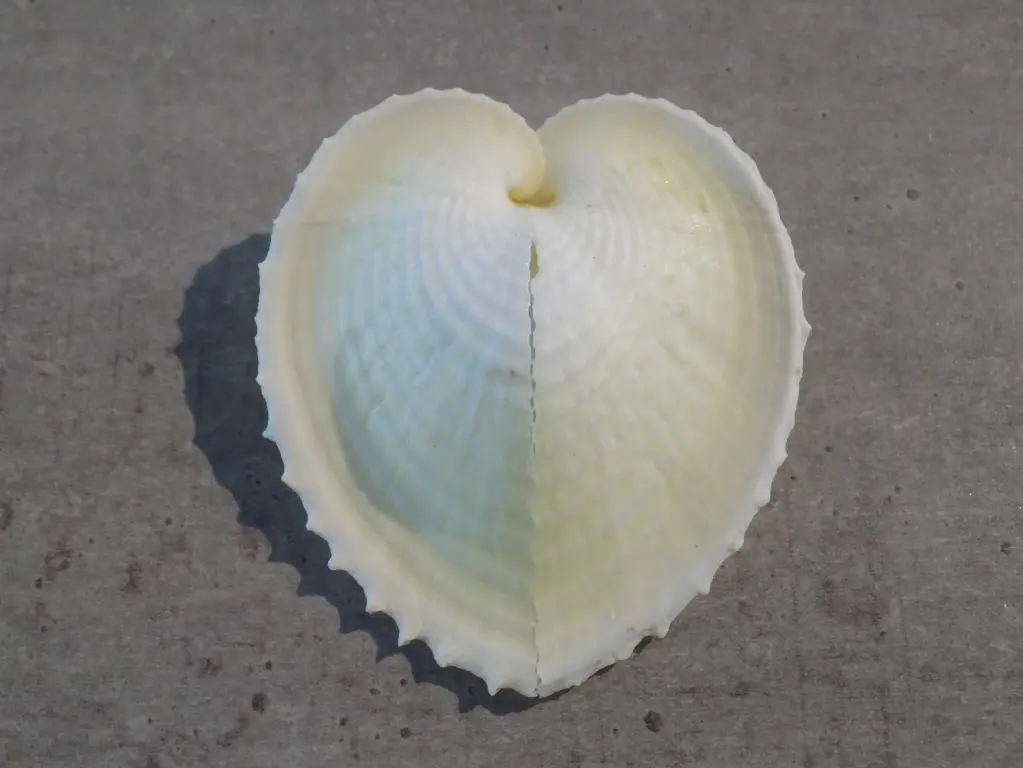 CARDIIDAE CORCULUM CARDISSA XL