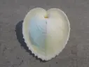 CARDIIDAE CORCULUM CARDISSA
