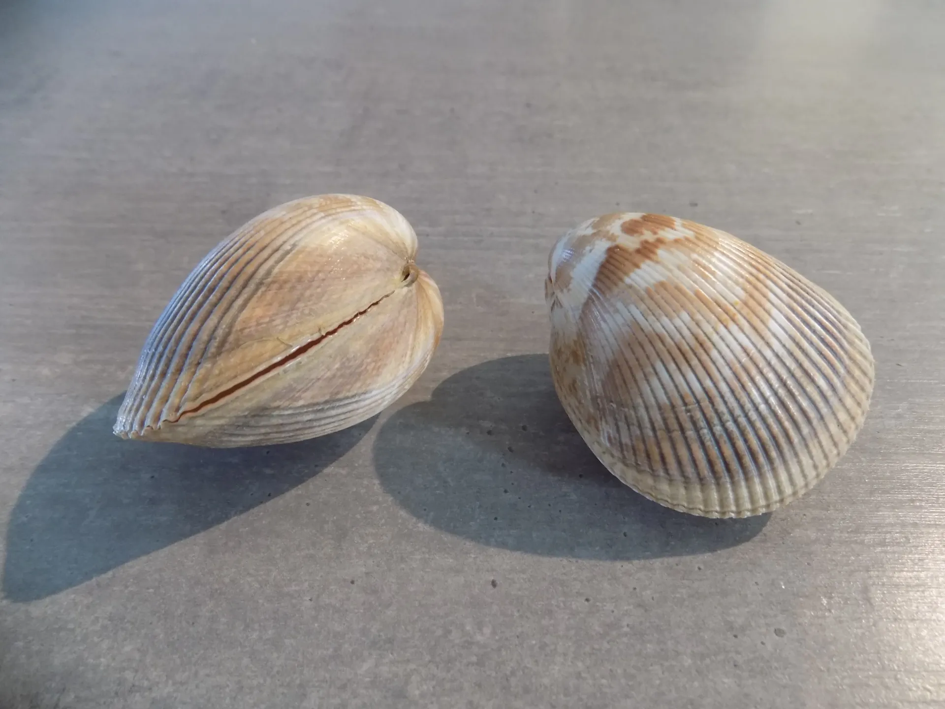 CARDIIDAE LAEVICARDIUM OBLONGUM
