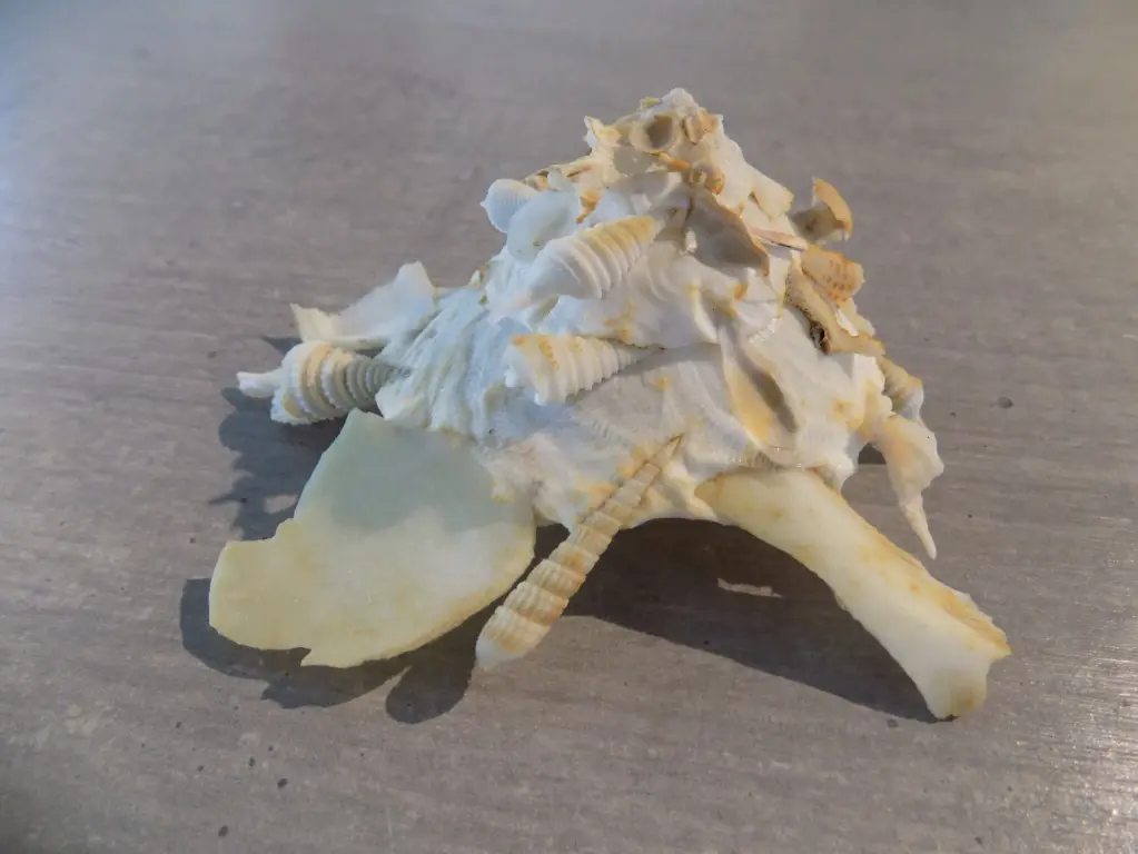 XENOPHORIDAE XENOPHORA PALLIDULA XL