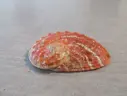 HALIOTIDAE HALIOTIS OVINA