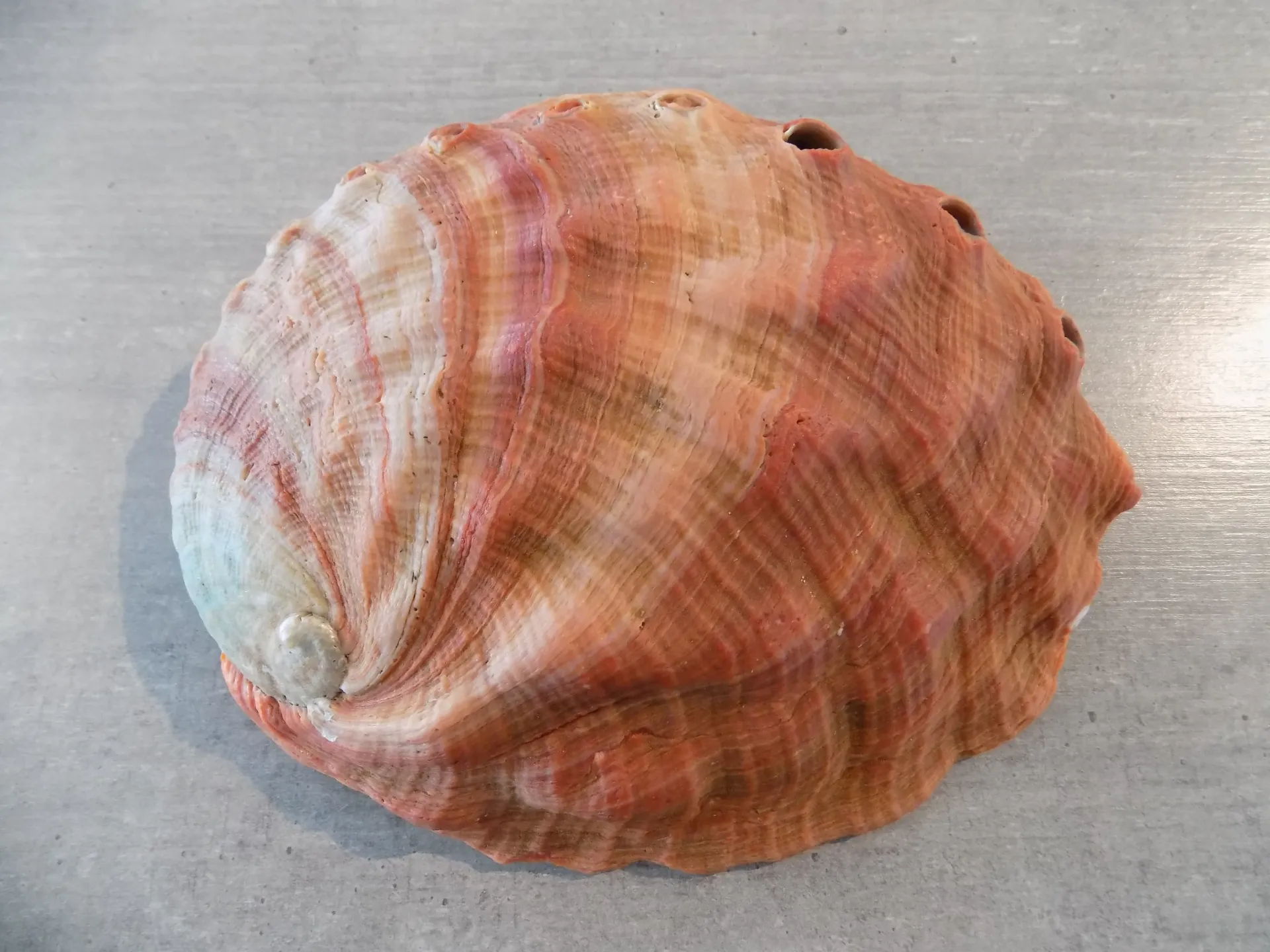 HALIOTIDAE HALIOTIS SORENSENI XL brut