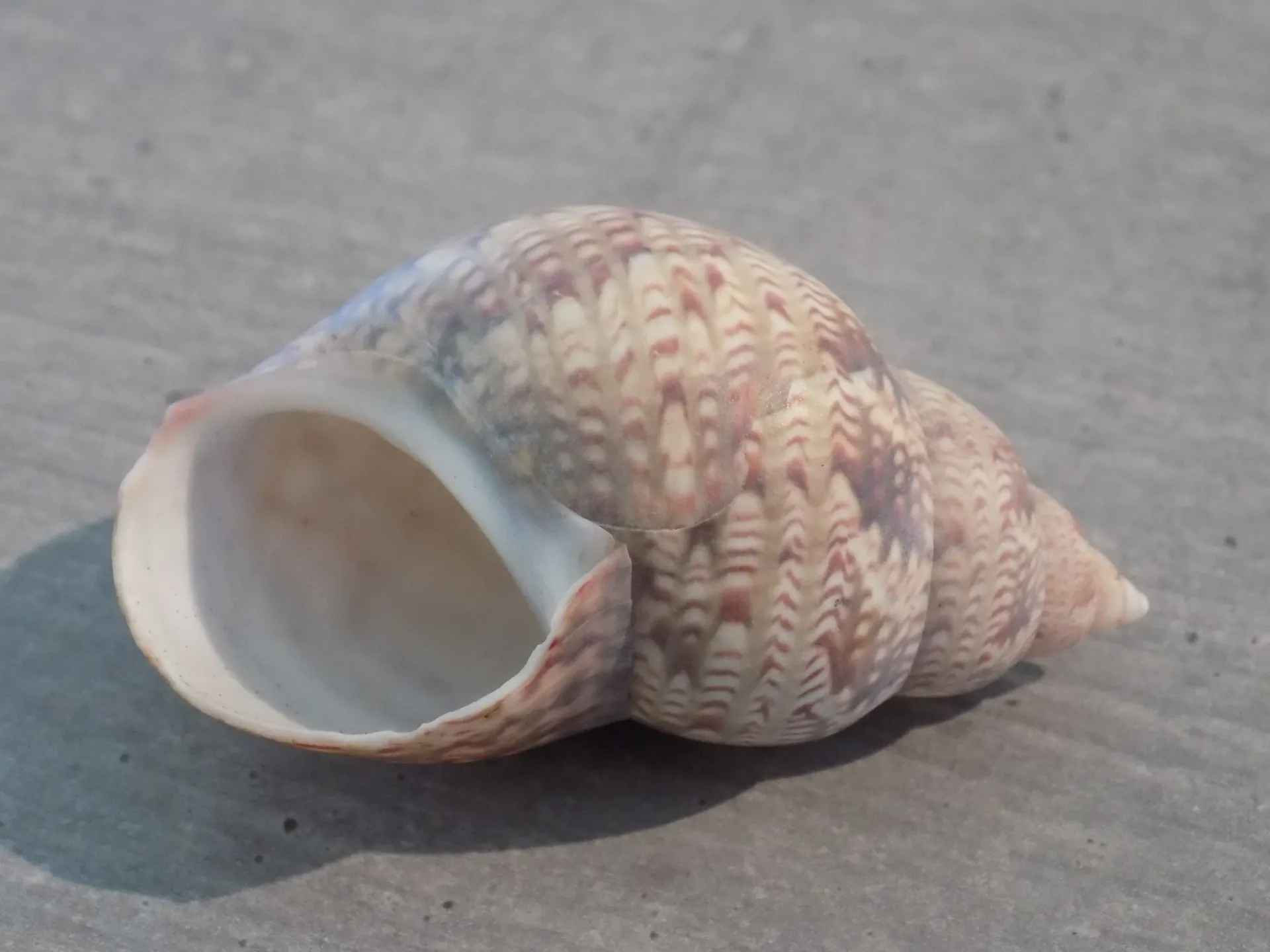 PHASIANELLIDAE PHASIANELLA AUSTRALIS XL