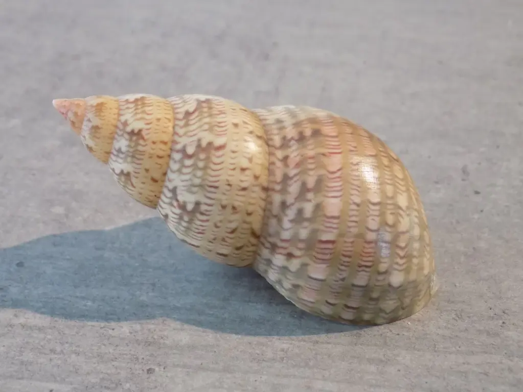 PHASIANELLIDAE PHASIANELLA AUSTRALIS XXL