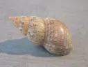 PHASIANELLIDAE PHASIANELLA AUSTRALIS XXL
