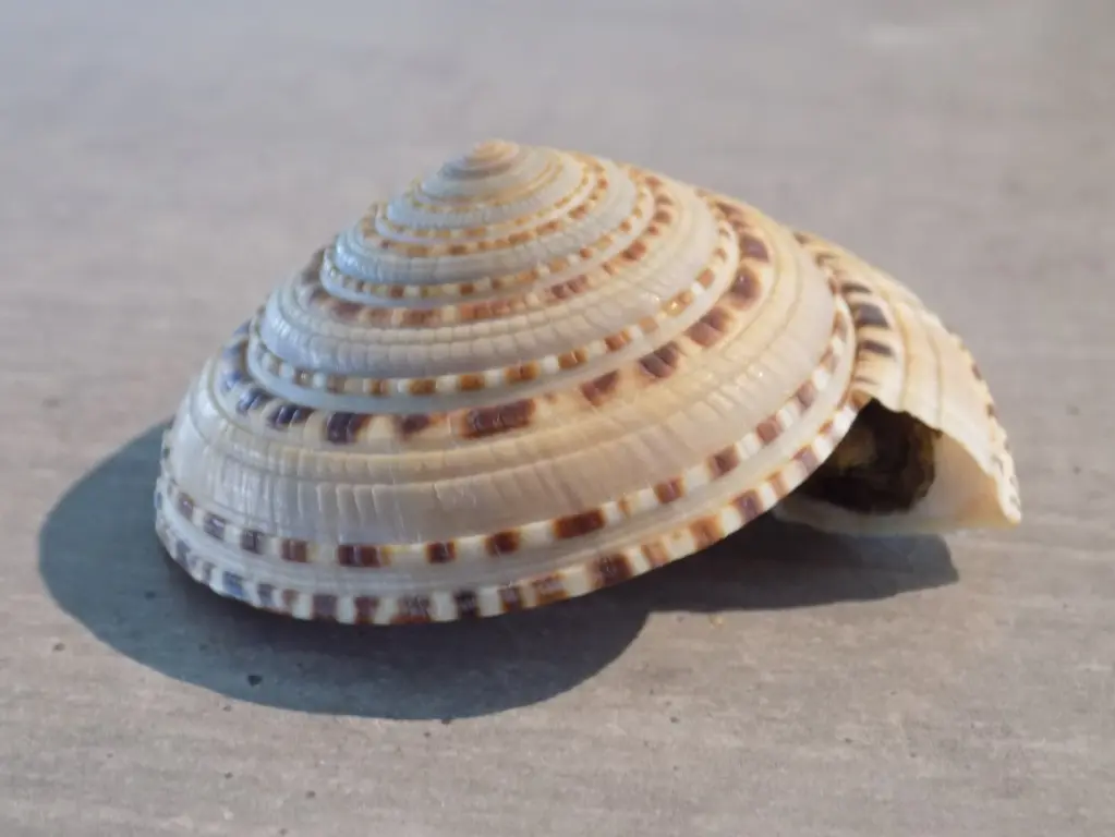 ARCHITECTONICIDAE ARCHITECTONICA MAXIMA XL