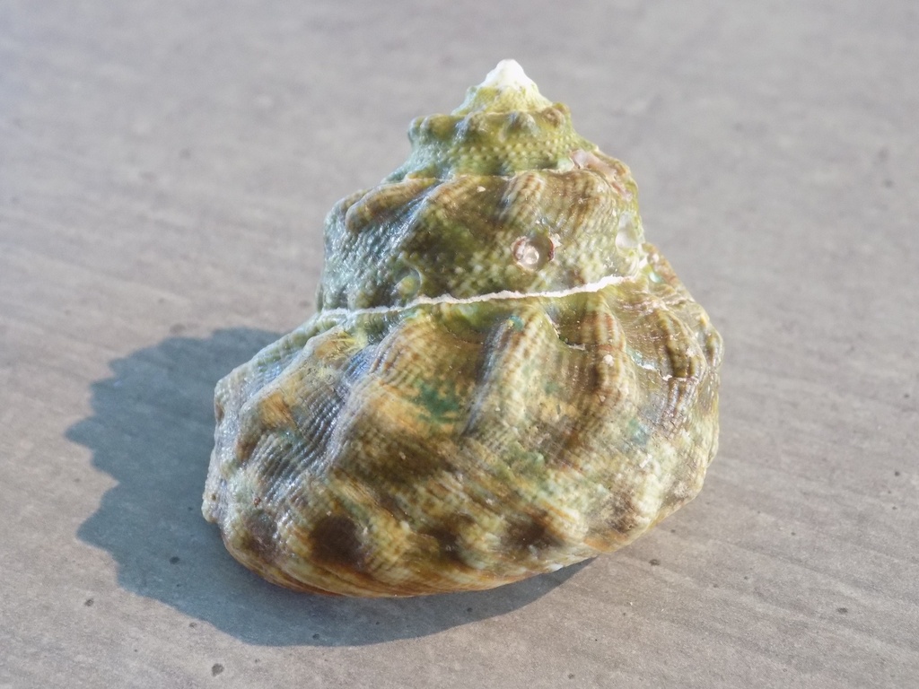 TURBINIDAE LITHOPOMA TUBER