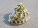 TURBINIDAE LITHOPOMA TUBER