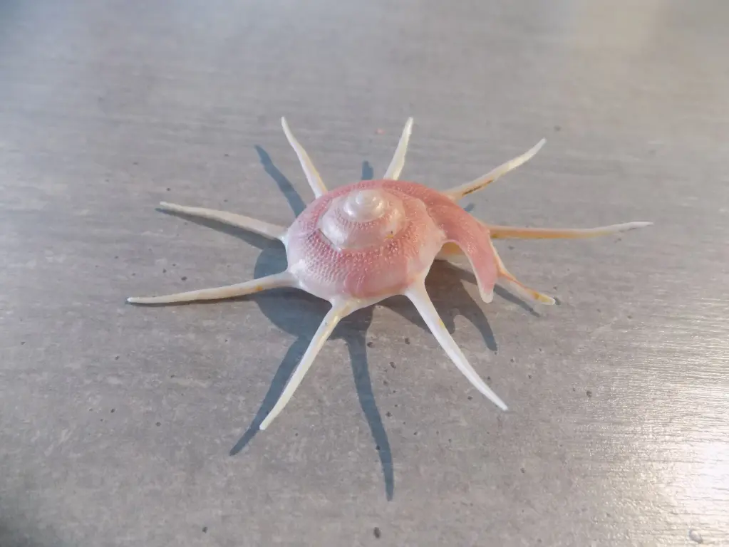TURBINIDAE GUILDFORDIA YOKA XL