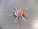 TURBINIDAE GUILDFORDIA YOKA XL